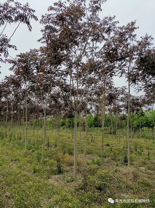 ���ֹ���F66��(�й���)�ٷ���վ