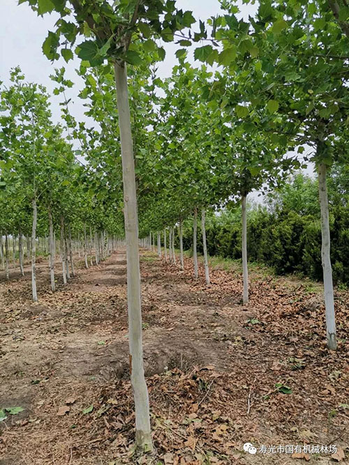 ���ֹ���F66��(�й���)�ٷ���վ