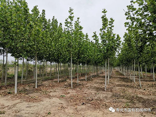 ���ֹ���F66��(�й���)�ٷ���վ