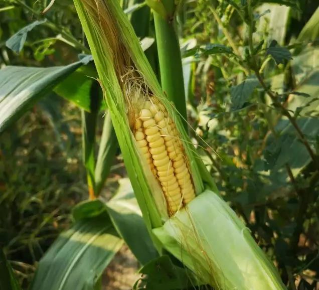 ���ֹ���F66��(�й���)�ٷ���վ