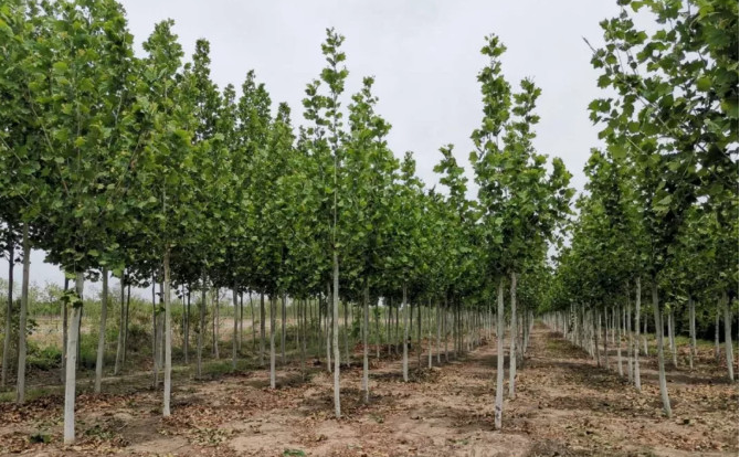 ���ֹ���F66��(�й���)�ٷ���վ