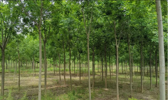 ���ֹ���F66��(�й���)�ٷ���վ