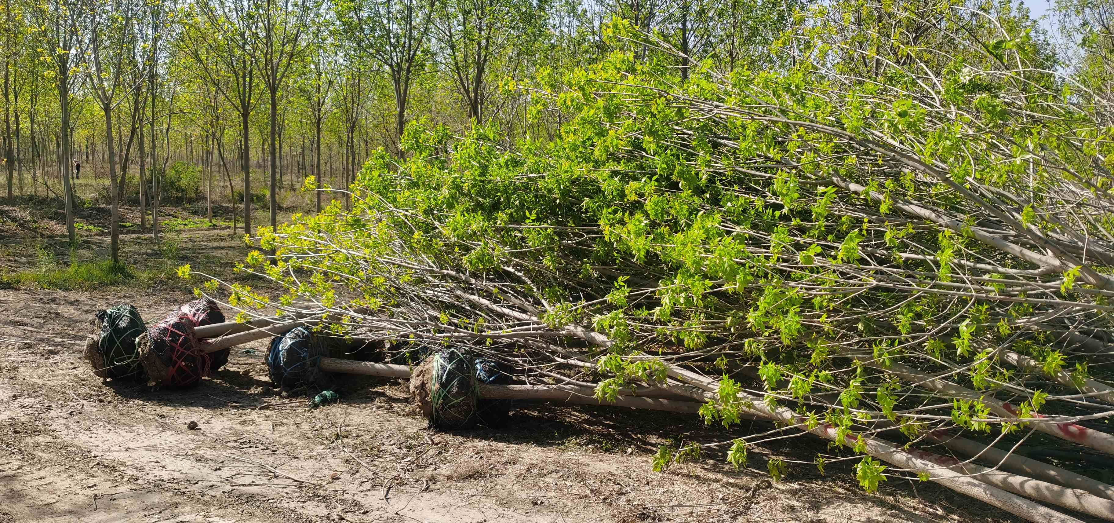 ���ֹ���F66��(�й���)�ٷ���վ