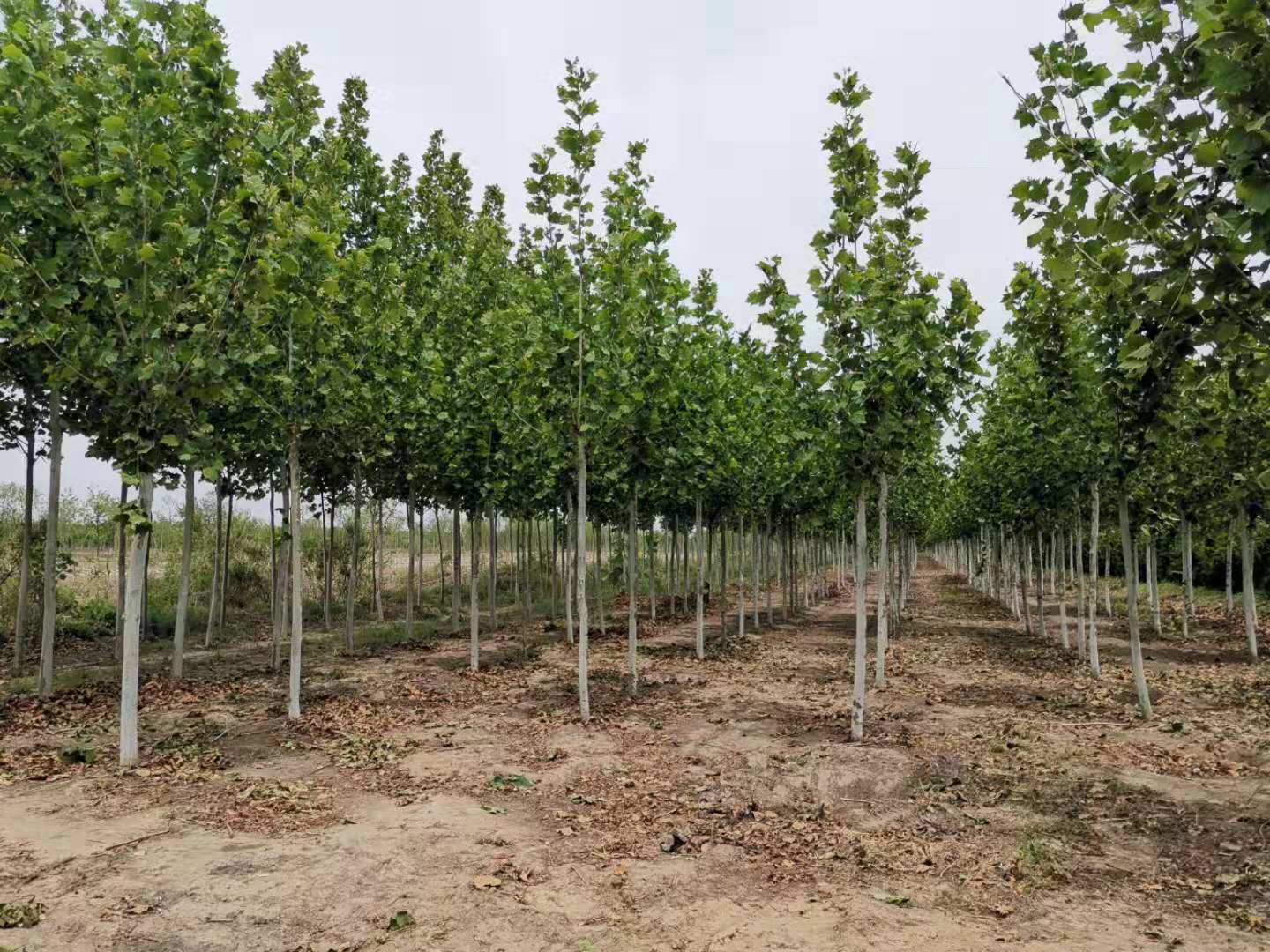 ���ֹ���F66��(�й���)�ٷ���վ