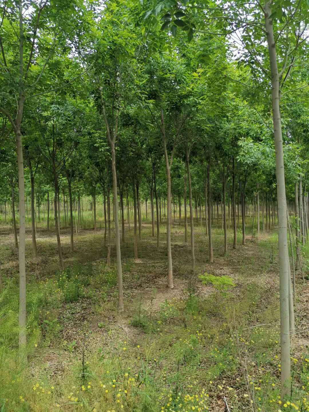 ���ֹ���F66��(�й���)�ٷ���վ