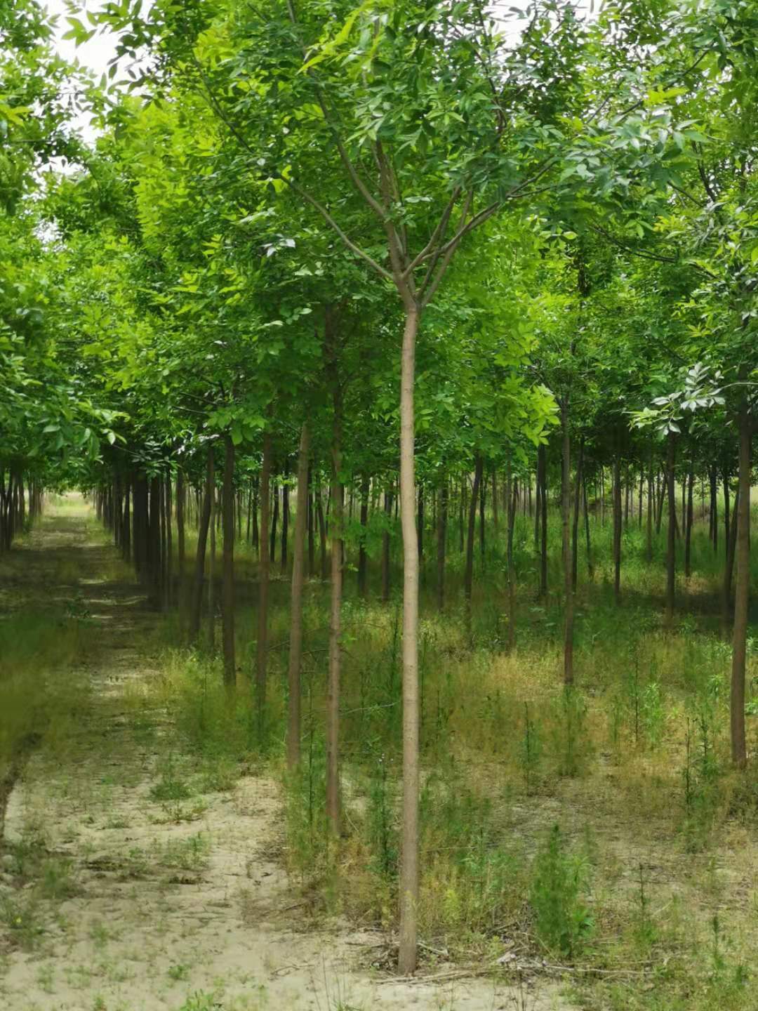 ���ֹ���F66��(�й���)�ٷ���վ