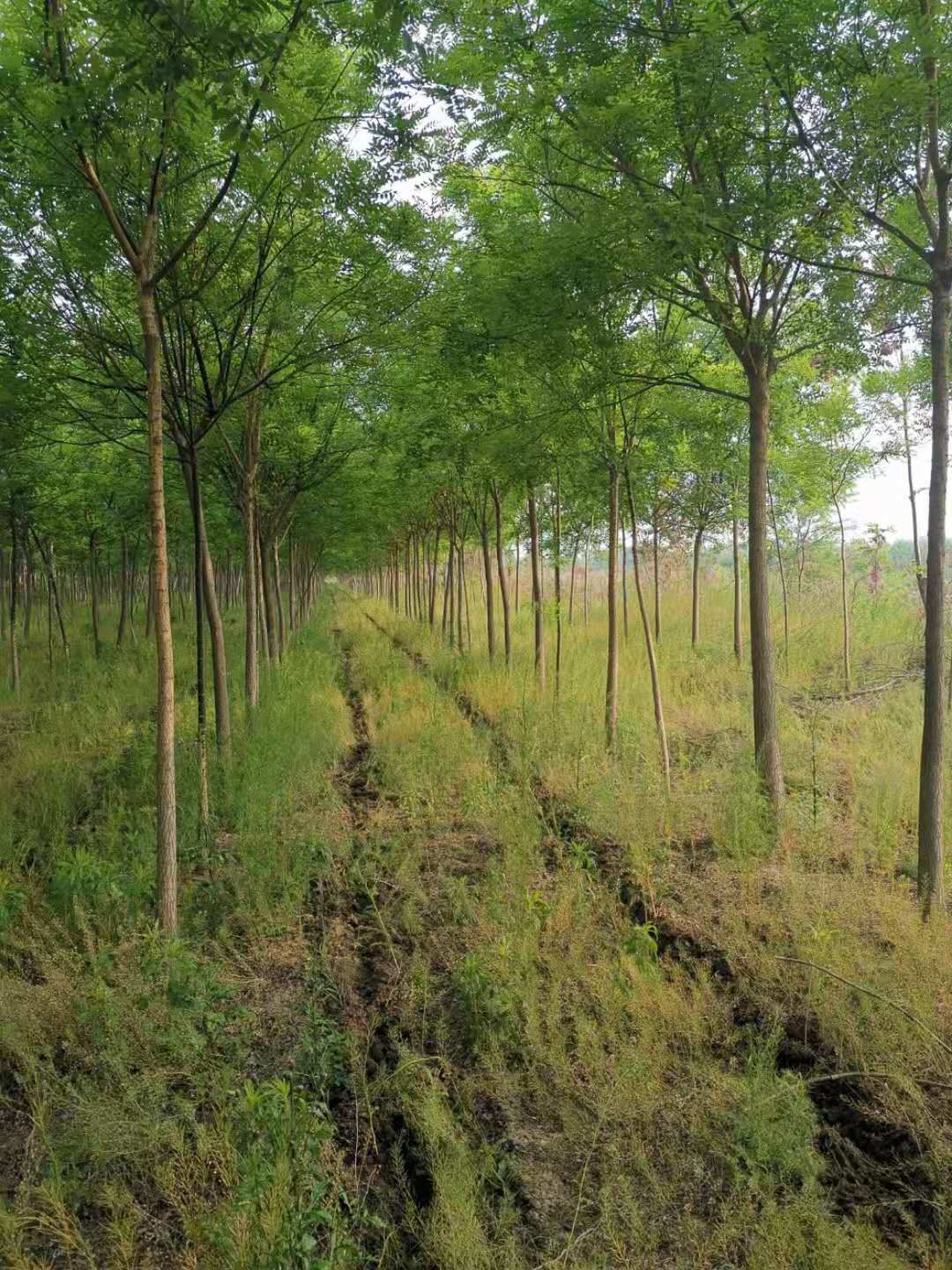 ���ֹ���F66��(�й���)�ٷ���վ