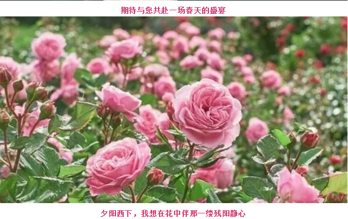 ���ֹ���F66��(�й���)�ٷ���վ