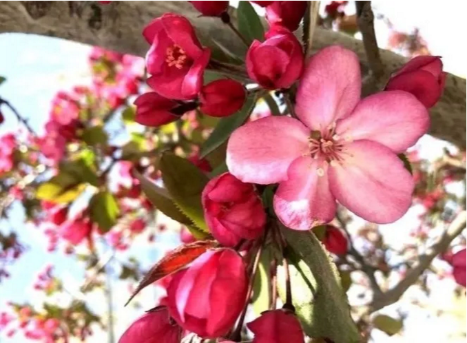 ���ֹ���F66��(�й���)�ٷ���վ