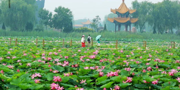 ���ֹ���F66��(�й���)�ٷ���վ