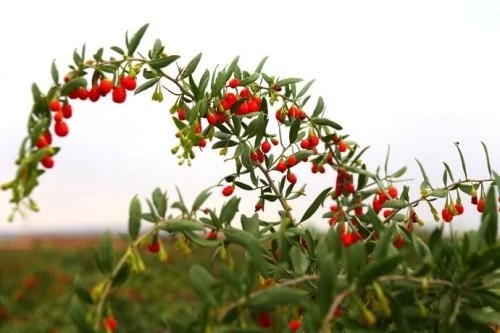 ���ֹ���F66��(�й���)�ٷ���վ