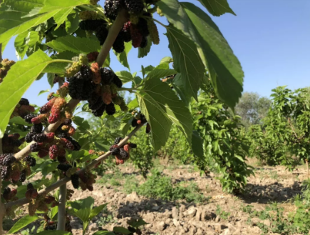 ���ֹ���F66��(�й���)�ٷ���վ