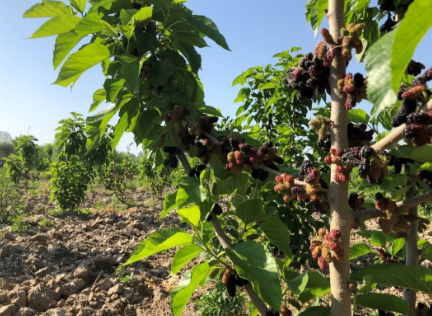 ���ֹ���F66��(�й���)�ٷ���վ