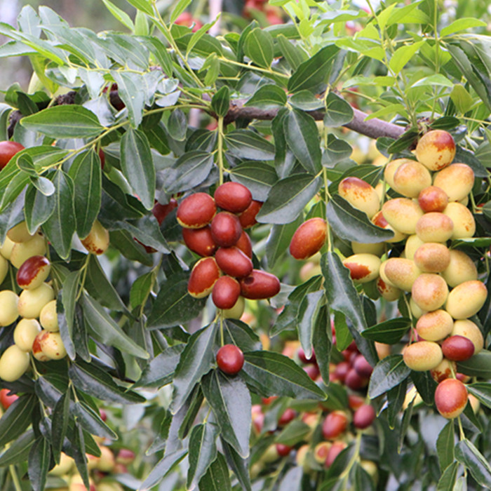 ���ֹ���F66��(�й���)�ٷ���վ