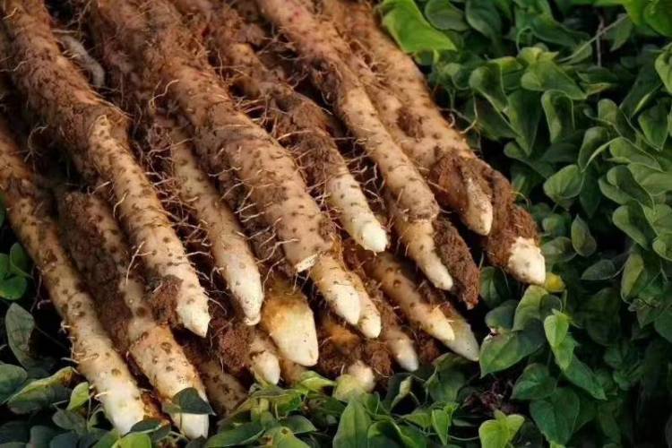 ���ֹ���F66��(�й���)�ٷ���վ