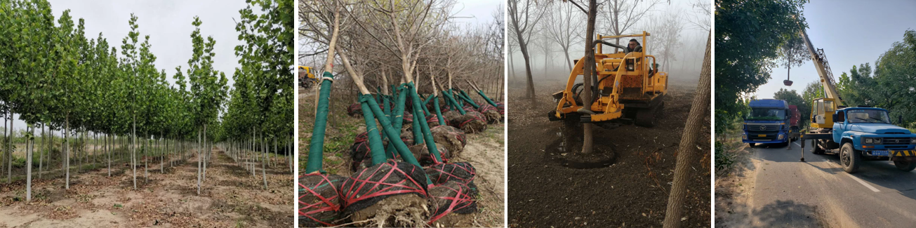 ���ֹ���F66��(�й���)�ٷ���վ