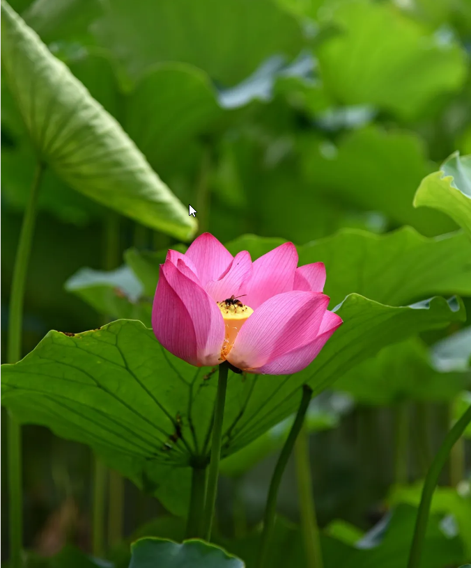 ���ֹ���F66��(�й���)�ٷ���վ