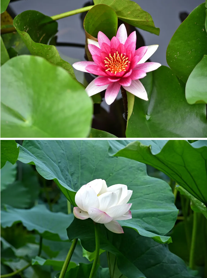 ���ֹ���F66��(�й���)�ٷ���վ