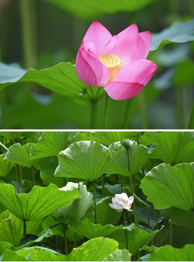 ���ֹ���F66��(�й���)�ٷ���վ