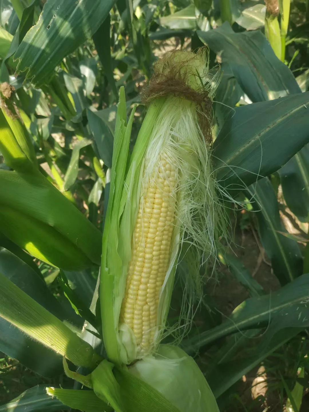 ���ֹ���F66��(�й���)�ٷ���վ