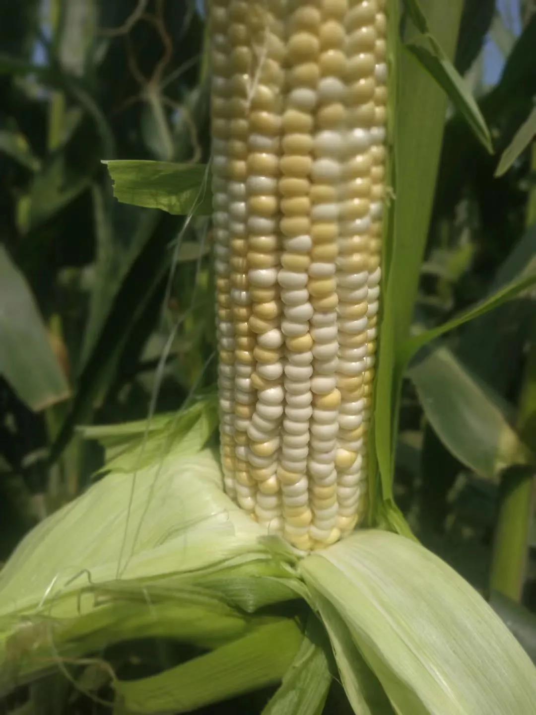 ���ֹ���F66��(�й���)�ٷ���վ