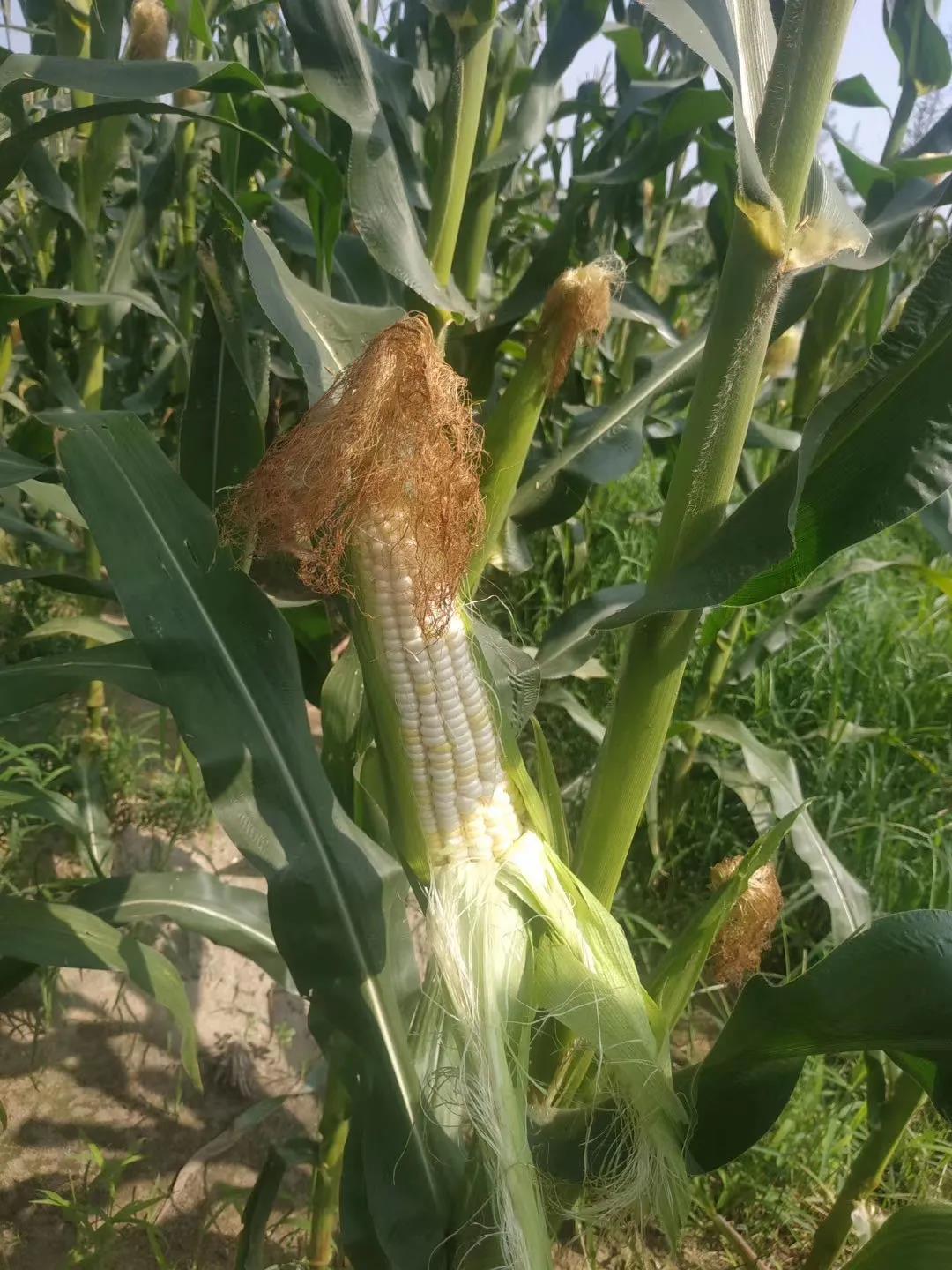 ���ֹ���F66��(�й���)�ٷ���վ