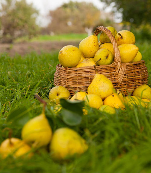 ���ֹ���F66��(�й���)�ٷ���վ