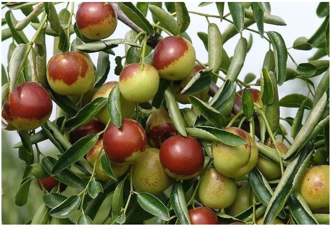 ���ֹ���F66��(�й���)�ٷ���վ