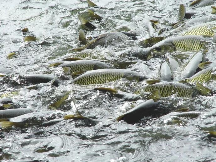 ���ֹ���F66��(�й���)�ٷ���վ