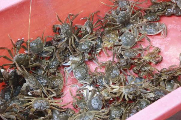 ���ֹ���F66��(�й���)�ٷ���վ