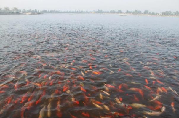 ���ֹ���F66��(�й���)�ٷ���վ