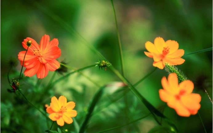 ���ֹ���F66��(�й���)�ٷ���վ