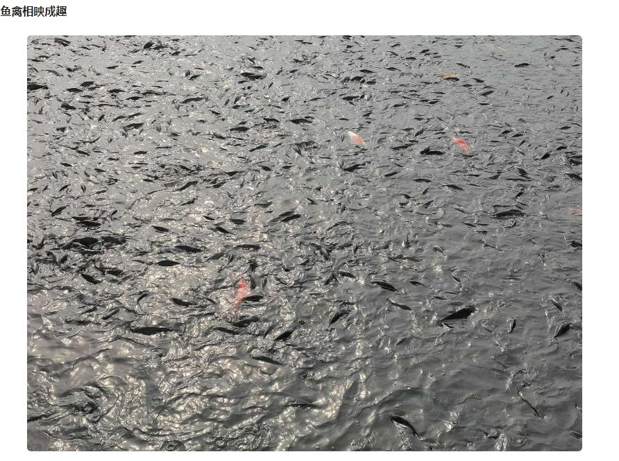 ���ֹ���F66��(�й���)�ٷ���վ