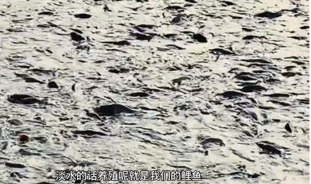 ���ֹ���F66��(�й���)�ٷ���վ